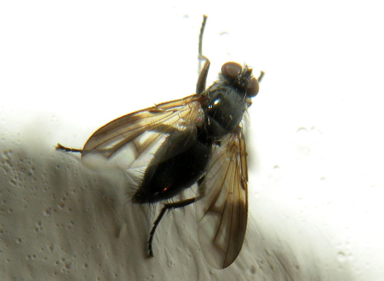 Paykullia maculata (Rhinophoridae)